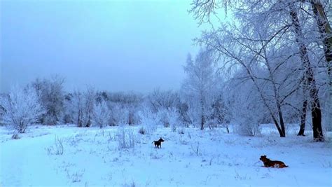 冬季西伯利亚风景与霍博伊角Hoboica高清图片下载-正版图片507234397-摄图网