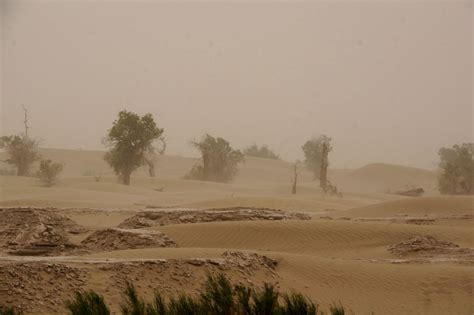 【新疆是个好地方】沙尘暴吹袭下的胡杨 - 天府摄影 - 天府社区
