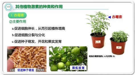 植物激素检测研究-郑州芯之翼生物科技有限公司