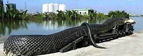 世界上最大的蛇，四川巨蟒长达55米_搜狗指南
