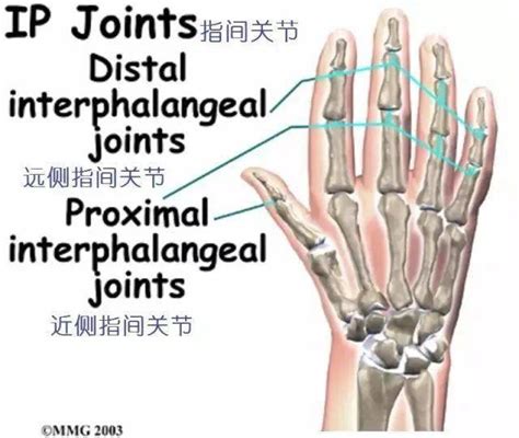 手指关节图图片