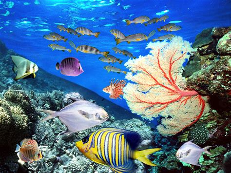 海洋生物图片