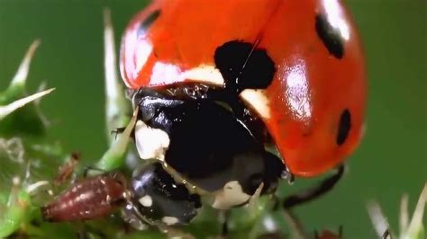 微观世界：七星瓢虫吃蚜虫的过程