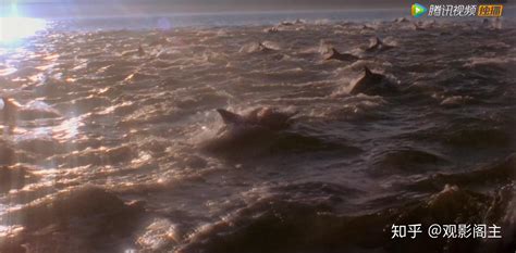 一部有关海豚大屠杀的纪录片—《海豚湾》 - 知乎