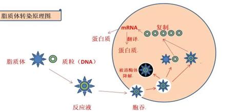 凋亡小泡激活受体细胞中的自噬以诱导血管生成和牙髓再生-研载生物科技（上海）有限公司