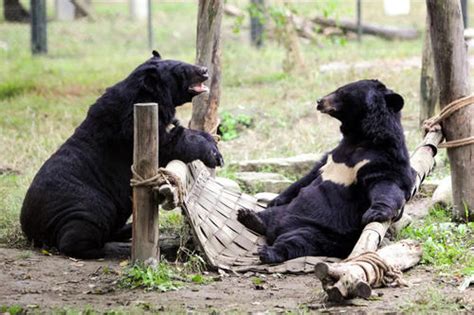 黑熊-动物明星_江苏淹城野生动物世界有限公司