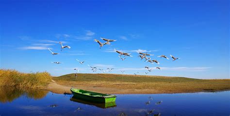 2024扎龙自然保护区一直是以丹顶鹤而闻名全国，算是齐齐哈尔必来的景点。40分钟的公交车_扎龙生态旅游区-评论-去哪儿攻略