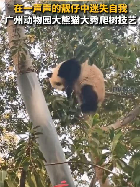 广州动物园大熊猫秀爬树技艺，网友：在一声声靓仔中迷失了自我_北晚在线