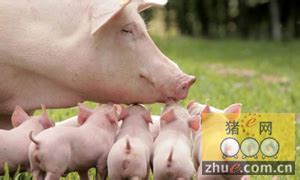哺乳母猪的营养调控措施浅探_哺乳母猪_技术_猪e网