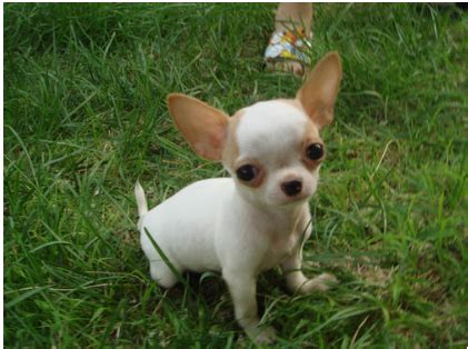 可爱的吉娃娃狗纯种狗棕色动物摄影影棚高清图片下载-正版图片321869677-摄图网
