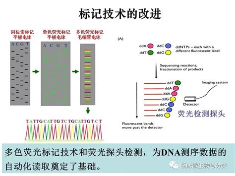 SNP|单核苷酸多态性分析|SNP基因分型-基因组学相关服务-Genenode|君诺德公司
