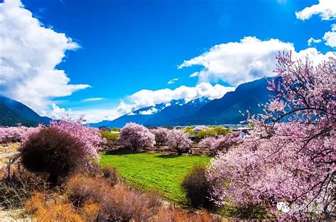 三月林芝桃花节，藏地江南最美的春天就是人间的天堂|八一镇|林芝|桃花_新浪新闻