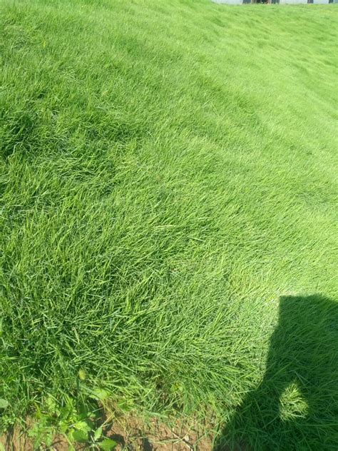 高尔夫草坪用什么草最好，哪种草比较合适-花卉百科-绿宝园林网