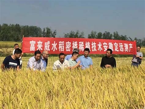 “藏粮于技”筑牢大国粮仓，无锡发展生物育种让水稻也能“优生优育”