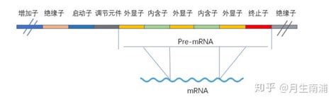 生命科学学院胡家志实验室揭示转录调节DNA复制起始的分子机制