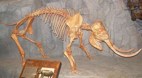 古生物化石出土记 - 阅览室联盟