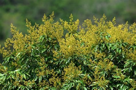 龙眼花图片