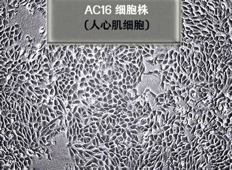 ac16细胞现货-ac16细胞-AC16人心肌细胞-ac16细胞供应