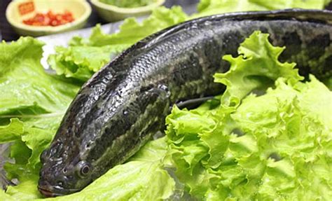黑鱼的功效与作用及禁忌_黑鱼的营养价值及功效-美食百科-经验本