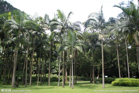 大王椰多少钱一棵 4米5米6米大王椰树价格表 - 花木网