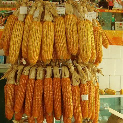 康农玉8009玉米种价格