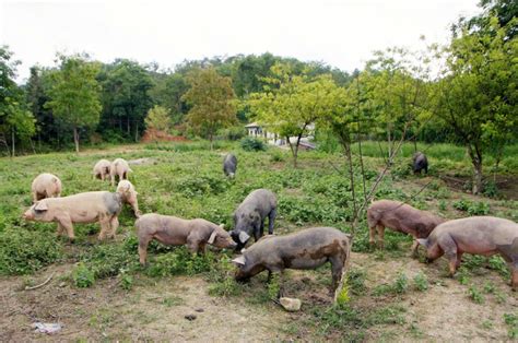 在山上站着黑猪在村里养家畜高清图片下载-正版图片505806977-摄图网