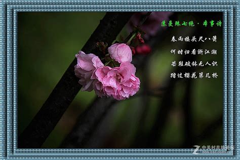 樱花诗的花语是什么?樱花诗的寓意和象征-花卉百科-中国花木网