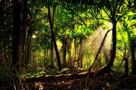 调研亚马逊雨林，今年8月首站抵达南美 | 绿会启动生物多样性保护南南大科学计划- 中国生物多样性保护与绿色发展基金会