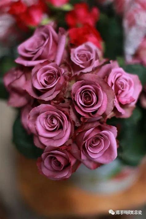 紫色玫瑰的花语是什么？紫色玫瑰的寓意和象征-花卉百科-中国花木网