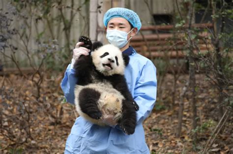 三个熊猫保护基地游览指南，全国首份“最萌网红”应援攻略|大熊猫|应援|熊猫_新浪新闻