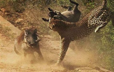 动物界种的残酷画面，狮、虎、豹等猛兽在终极杀戮者面前不堪一击|终极杀戮|鬣狗|虎_新浪新闻