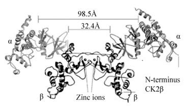 蛋白激酶CK2的结构及其生理功能研究进展