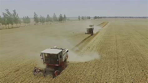 实拍河南职业收麦人，一人日割百亩麦子，50块一亩却称不挣钱|收割机|麦子|麦收_新浪新闻