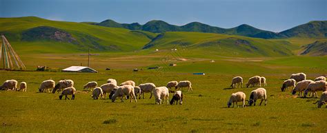 草原牛羊成群高清图片下载-正版图片500735558-摄图网