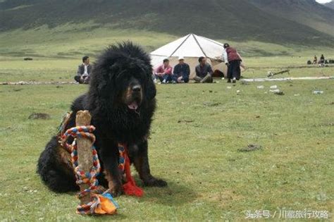 藏獒-藏獒多少钱一只-远古藏獒训养常识-宠物网