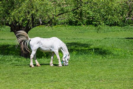 草地上的马宁静的乡村景色牧场上的马高清图片下载-正版图片300881185-摄图网
