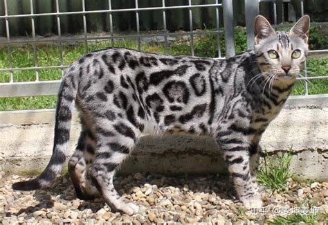 孟加拉豹猫-所有色系(Color)超级详解 - 知乎