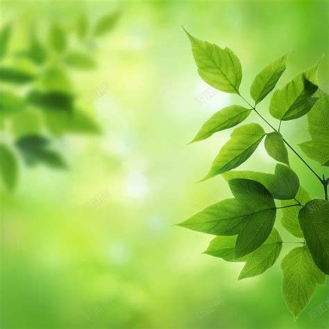 绿叶图片、绿叶图片大全