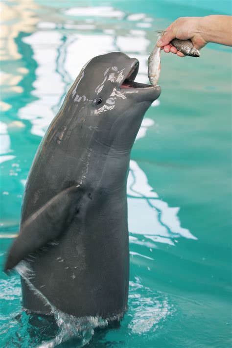 港珠澳大桥建设注重海洋生态保护，实现白海豚“零伤亡不搬家”