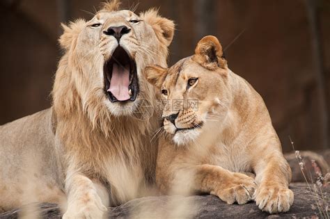 男狮子和女狮子高清图片下载-正版图片321651353-摄图网