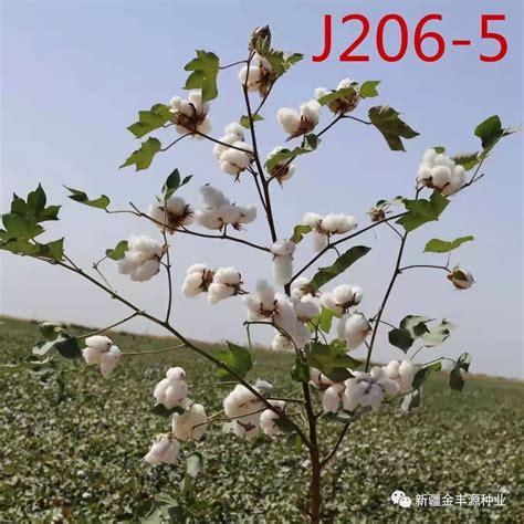 我国棉花播种即将全面开启 一图看懂棉花产地在哪里 - 安徽首页 -中国天气网