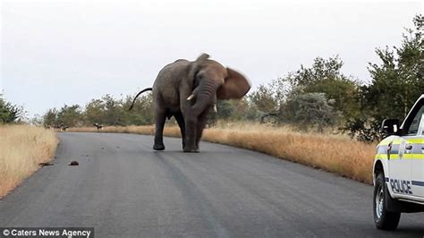 为争夺食物，大象丢树枝和泥土吓退3头犀牛_手机凤凰网