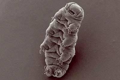地球最强生命：水熊虫 它到底是拥有多强大DNA_凤凰网科技_凤凰网