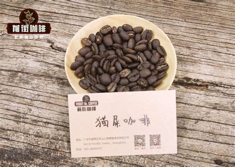 顶级印尼猫屎咖啡豆介绍 印度尼西亚麝香猫咖啡豆价格多少值得买 中国咖啡网