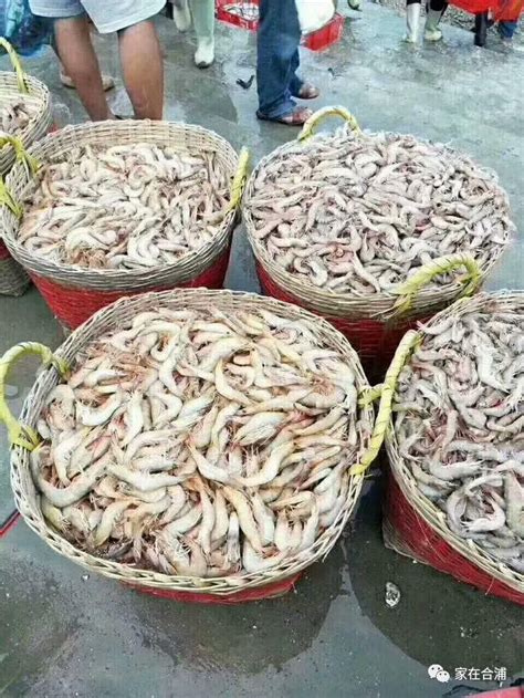 吃河虾最便宜的时候到了！苏州今年首批籽虾新鲜上市