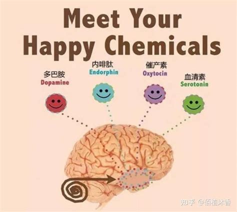 如何摆脱“一时爽”的多巴胺，去追逐“长期快乐”的内啡肽？ - 知乎