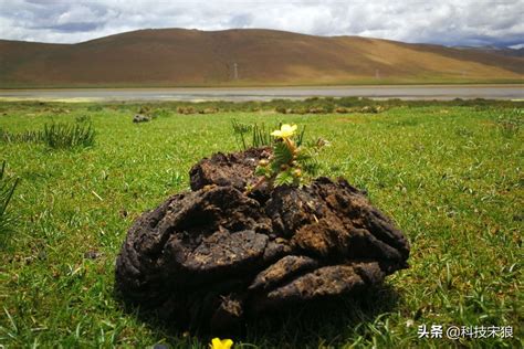 西藏牛粪的用途（为什么说一块牦牛粪一朵金蘑菇） – 碳资讯