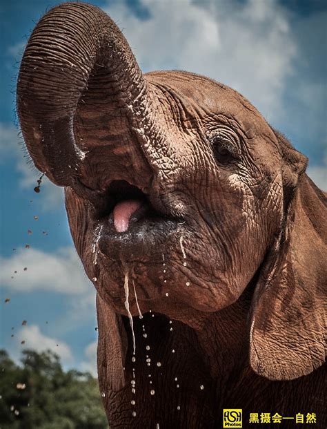 大象喝水被鳄鱼咬住象鼻“拔河” 象群帮忙群殴巨鳄_科技频道_凤凰网
