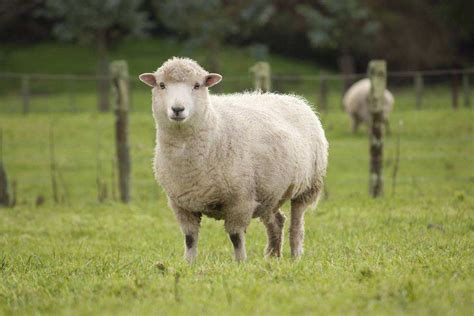 什么羊能卖到332万人民币？英国这只顶级公羊成世界最贵绵羊-搜狐大视野-搜狐新闻