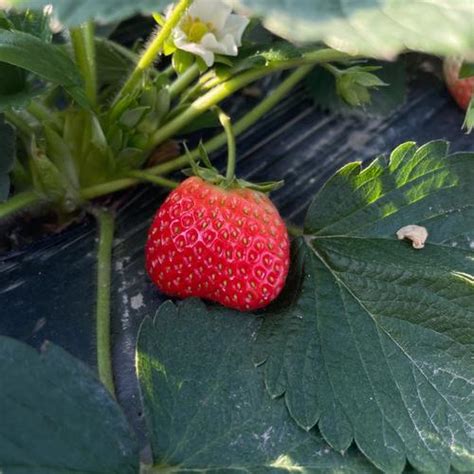 🍓四川大凉山红颜奶油草莓，颗颗饱满，口感浓郁！😋|草莓|奶油_新浪新闻